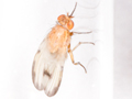 Minettia inusta